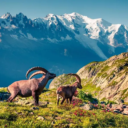 Sud - Balme 111 - Happy 公寓 霞慕尼